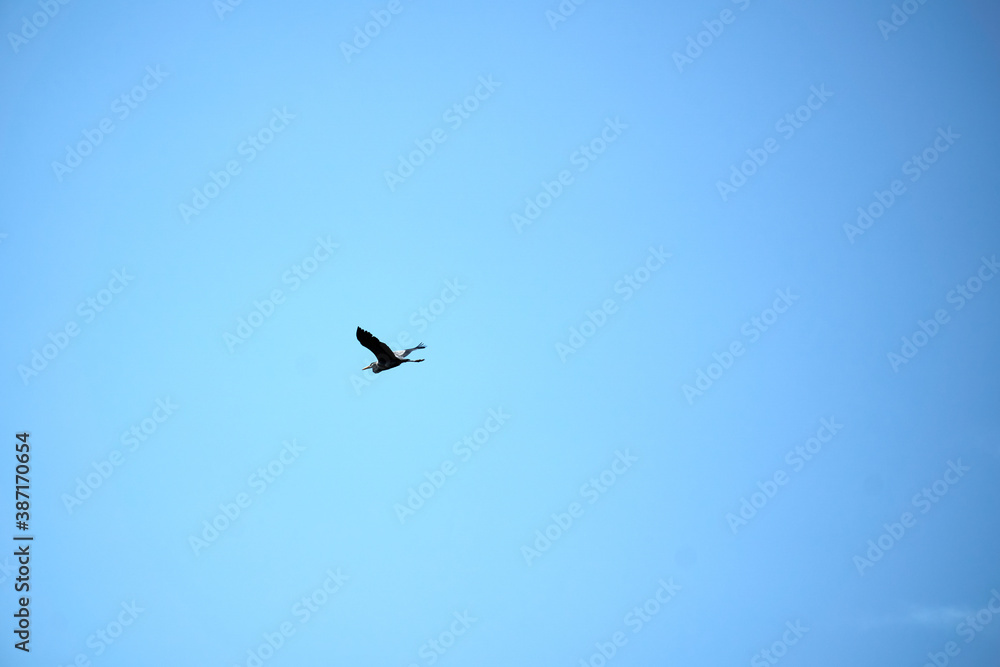 Bird flying at the sky