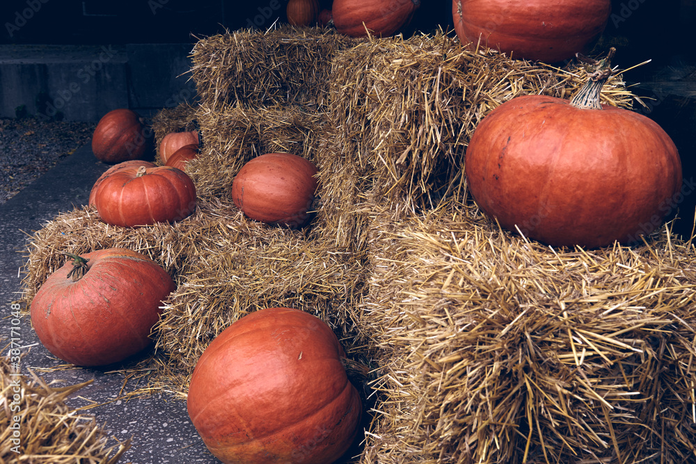 Decorative pumpkins at farm market stands on sheaves of hay .Thanksgiving holiday season and Halloween decor Decorative pumpkins at farm market stands on sheaves of hay .Thanksgiving holiday season and Halloween decor