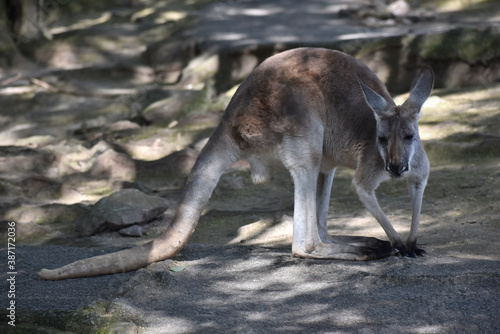 アカカンガルー