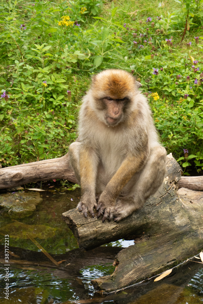 Obraz premium Close up of a wild macaque or Gibraltar monkey, one of the most famous attractions of the British overseas territory. Barbary macaques (berberaffe)