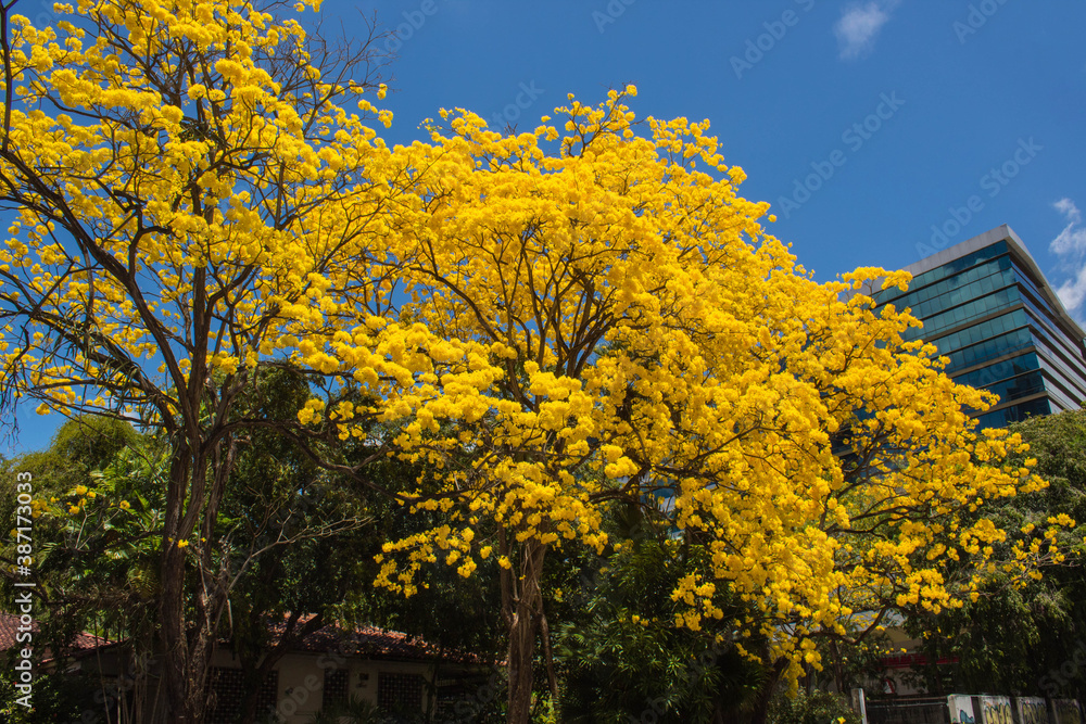 Fototapeta premium Arbol de Guayacán amarillo floreado
