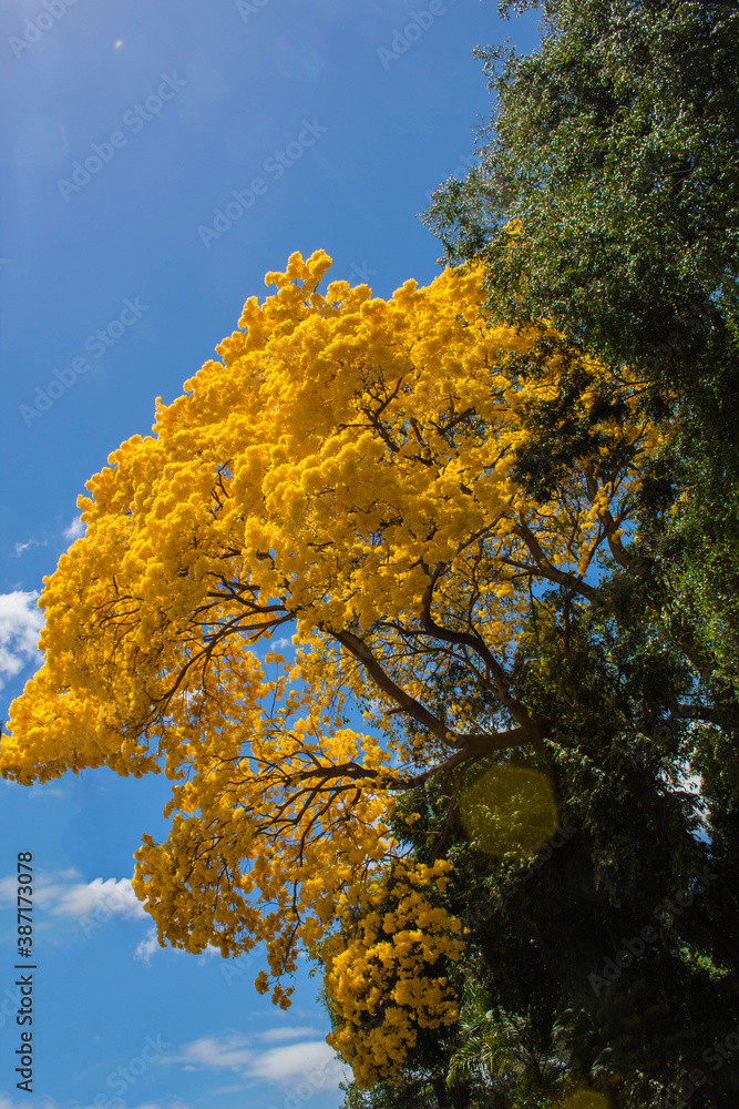 Fototapeta premium otoñal, árbol, caer, naturaleza, cielo, hojas, amarilla, bosque, hojas, árbol, ciclos, azul, follaje, sucursal, aparcar, arce, verde, madera, color, anaranjada, paisaje, rojo, sucursal, abedul, dorada