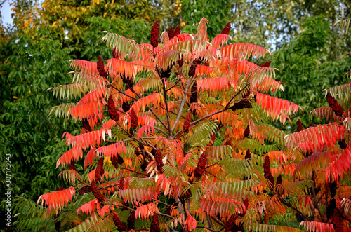 Sumac in autumn, when its pinnate leaves are bright yellow, orange to red. At the same time, cone fruits are ripening, and they begin to turn pinkish red from the end of July. During the winter, they 