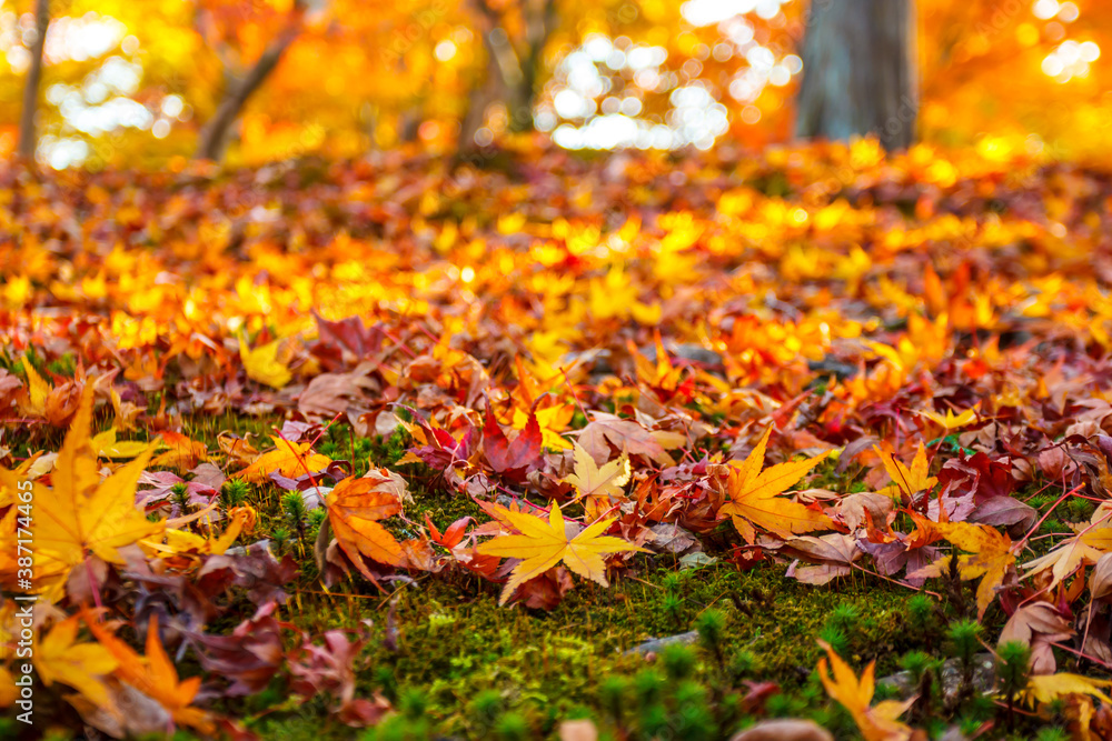 Maple leaves in beautiful fall. Maple leaves in beautiful fall.
