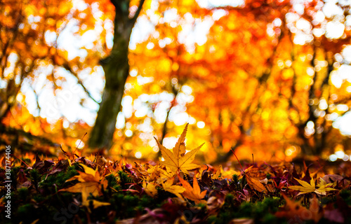 Maple leaves in beautiful fall.