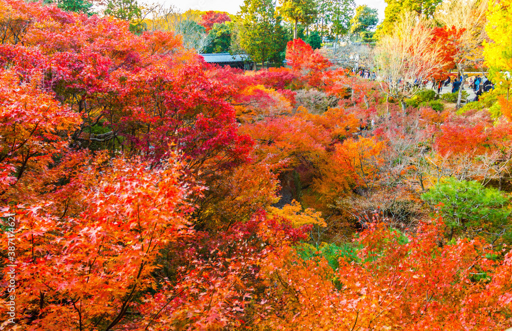 Maple tree in autumn beautiful naturally in the day Maple tree in autumn beautiful naturally in the day