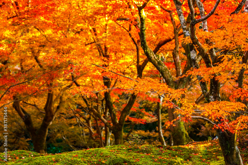 Maple tree in autumn beautiful naturally in the day Maple tree in autumn beautiful naturally in the day