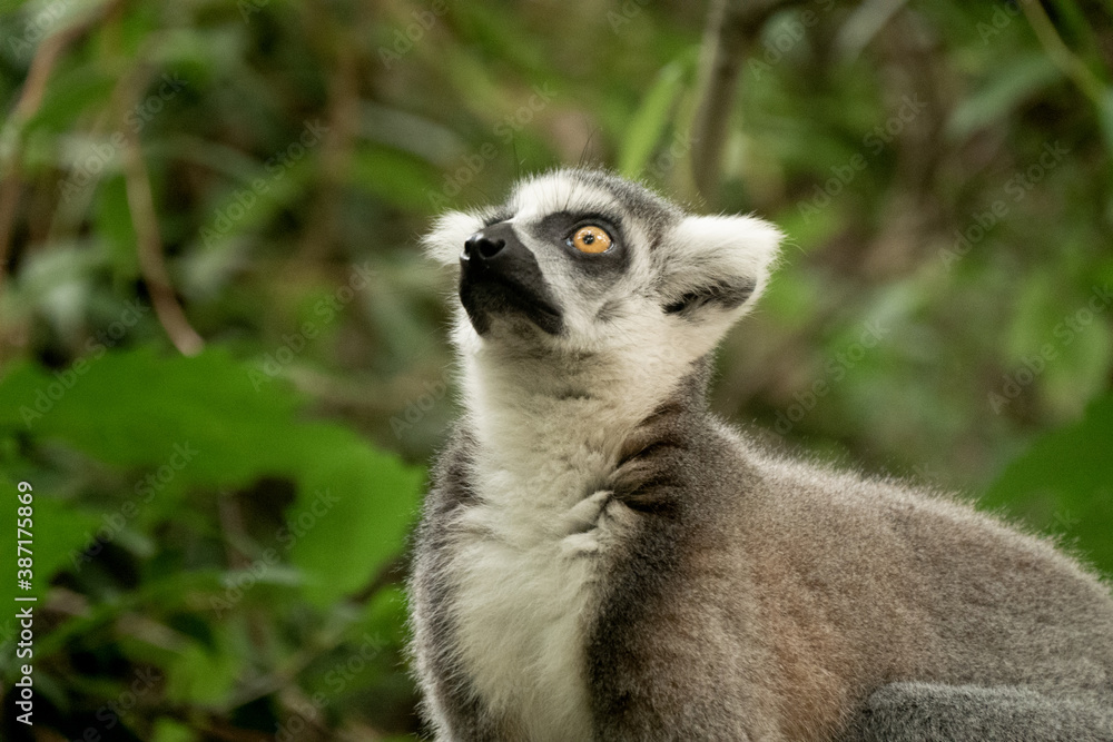 Fototapeta premium Ring- tailed lemur ( lemur catta) close up. wildlife madagaskar.