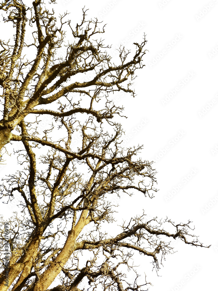 Leave Less Tree Low Angle Shot Isolated Photo