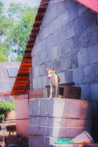 Podenko ibicenko dog, ivyssian greyhound for a walk in the courtyard in summer photo