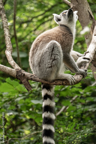 Ring- tailed lemur ( lemur catta) close up. wildlife madagaskar.