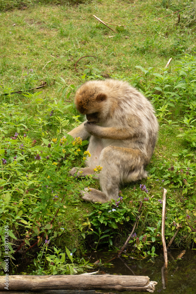 Obraz premium Close up of a wild macaque or Gibraltar monkey, one of the most famous attractions of the British overseas territory. Barbary macaques (berberaffe)