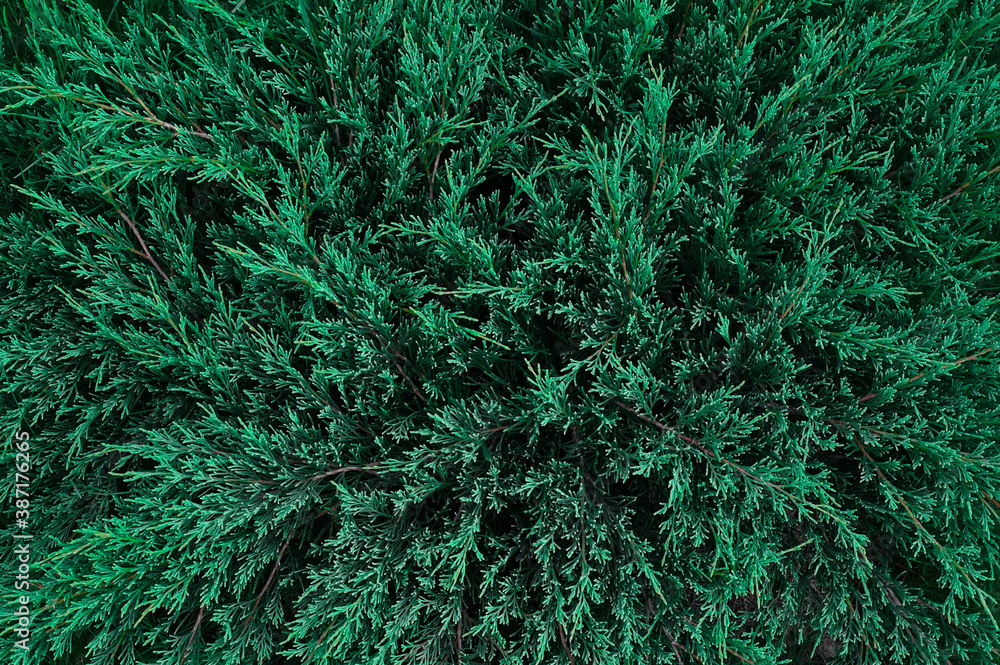 Top view of green juniper bush Top view of green juniper bush