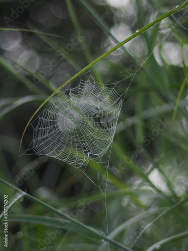 Spider web on the grass with selective focus and nature light in the morning.