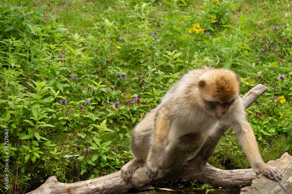 Close up of a wild macaque or Gibraltar monkey, one of the most famous attractions of the British overseas territory. Barbary macaques (berberaffe)