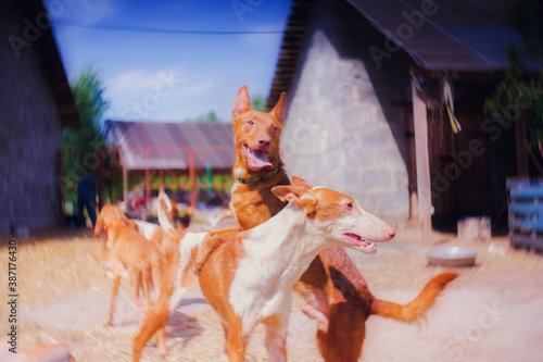 Happy and cheerful ginger dogs playing in summer on a sunny day