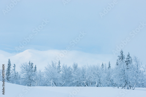 Snow covered trees in front of mountains © Mikael