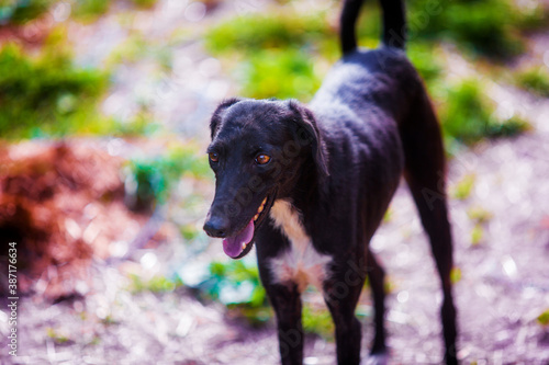 Portrait of a beautiful black dog Whippet breed