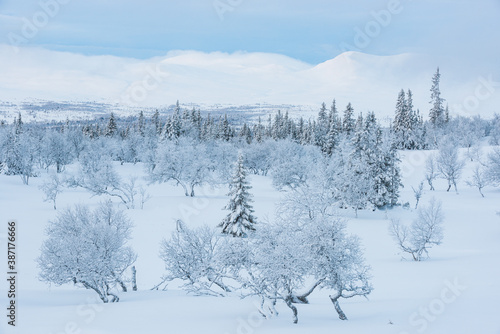 Snow covered trees in front of mountains