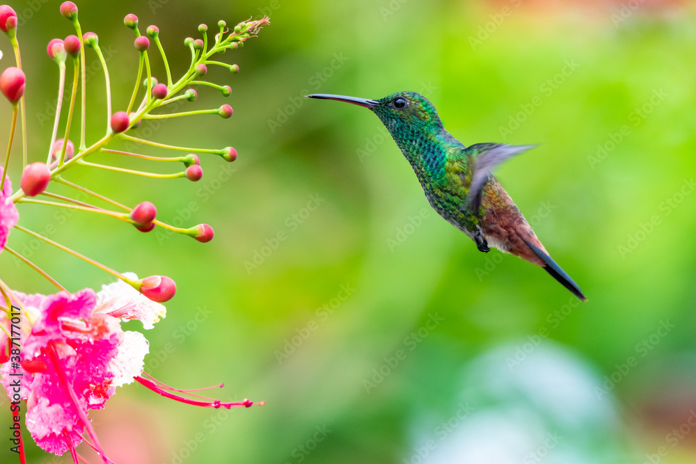 Fototapeta premium Copper-rumped hummingbird feeding on Pride of Barbados flowers in a garden. hummingbirds and flowers, bird in flight, wildlife in nature.