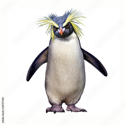 Macaroni Penguin (Eudyptes chrysolophus) photo