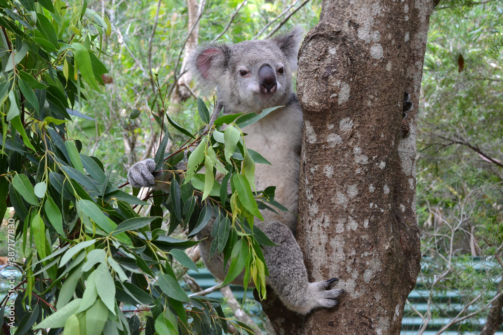 Fototapeta premium Koala holding leaves in tree
