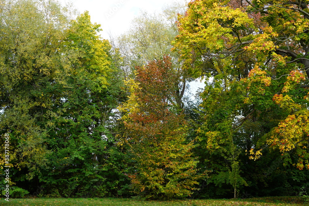 Herbstliche Baumlandschaft einer Berliner Grünanlage