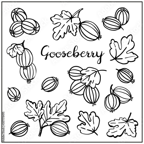 Set with Gooseberries, berries, leaves. Graphic hand drawn engraving style. Doodle illustration for packaging, menu cards, posters, prints. Isolated over white background.
