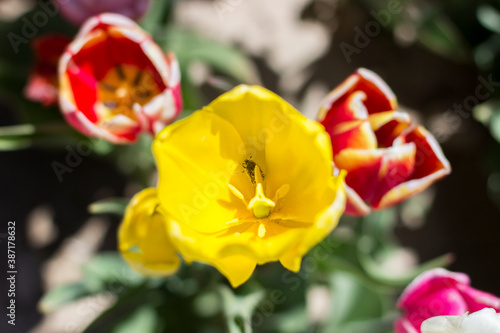 tulips in the tulip farm