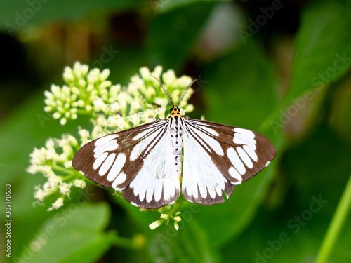 Black and white color butterfly on mikania scandens or climbing hempweed flowers photo