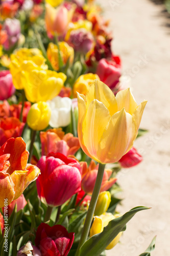 tulips in the tulip farm