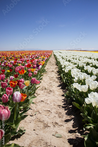 tulips in the tulip farm