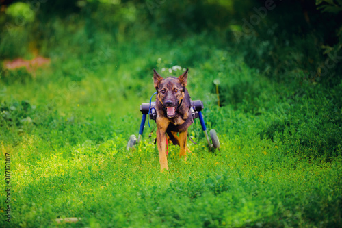 Happy dog ​​on a wheelchair walks in the summer on a sunny day