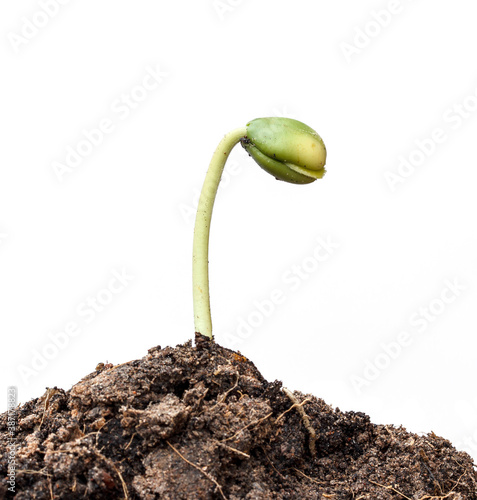 Small plant seedling close