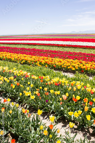 tulips in the tulip farm