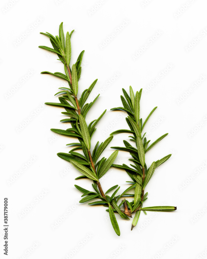 Sprig of rosemary on plain background Sprig of rosemary on plain background
