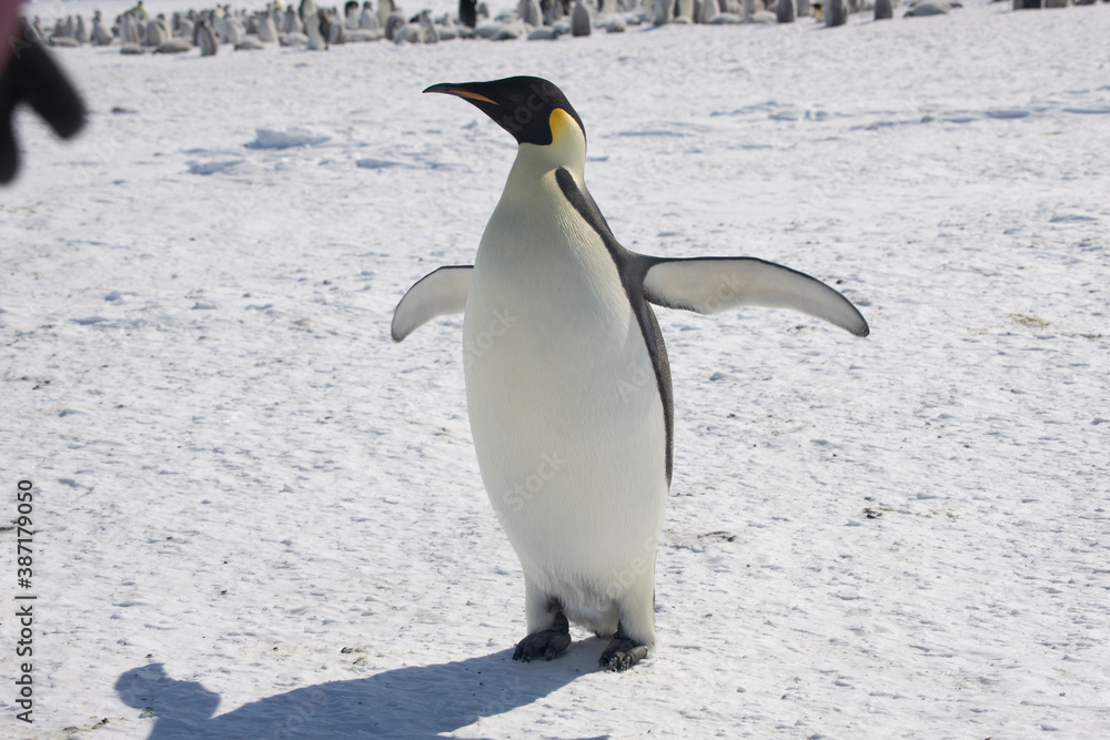 Fototapeta premium Antarctica emperor penguin close up on a sunny winter day