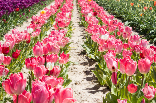 tulips in the tulip farm