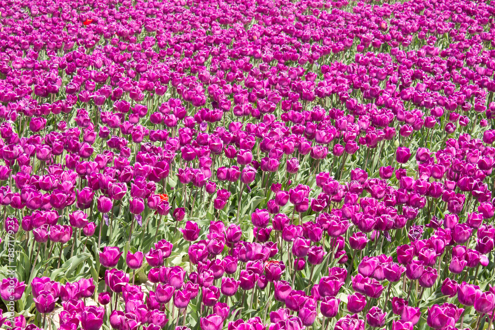 tulips in the tulip farm