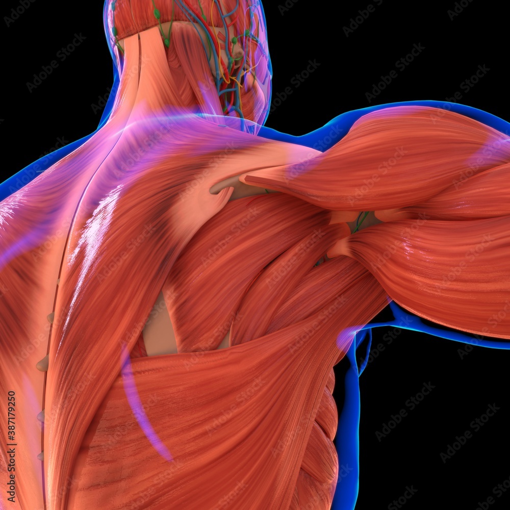 Human Muscle Anatomy For medical concept Human Muscle Anatomy For medical concept