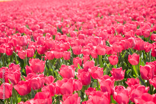 tulips in the tulip farm