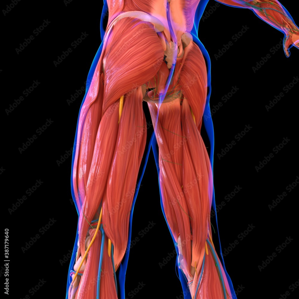 Human Muscle Anatomy For medical concept Human Muscle Anatomy For medical concept
