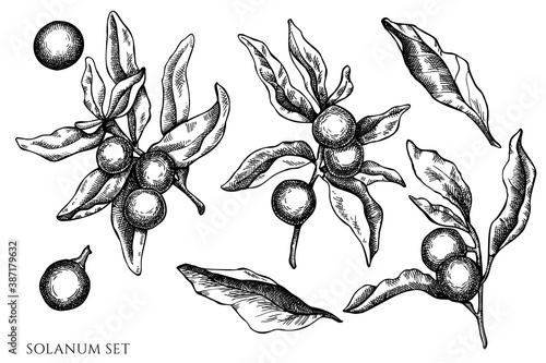 Vector set of hand drawn black and white solanum