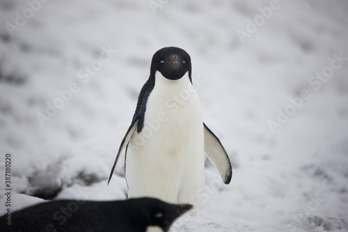 Antarctica blue eyed adelie penguin close up on a cloudy winter day