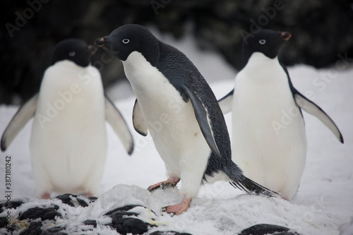Fotografie Antarctica blue eyed adelie penguin close up on a cloudy winter day