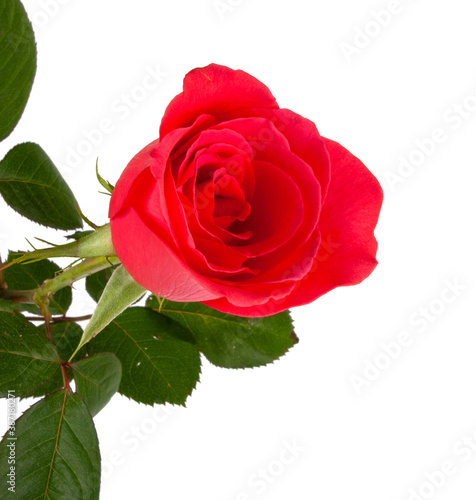 One pink rose flower isolated on the white