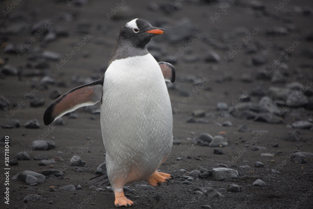 Fototapeta premium Antarctica subantarctic penguin close up on a cloudy winter day