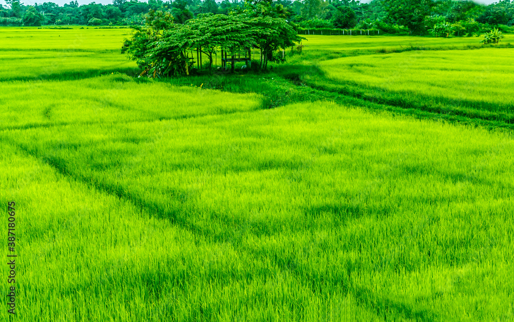 Rice cultivation in Asia in Thailand