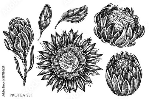 Vector set of hand drawn black and white protea