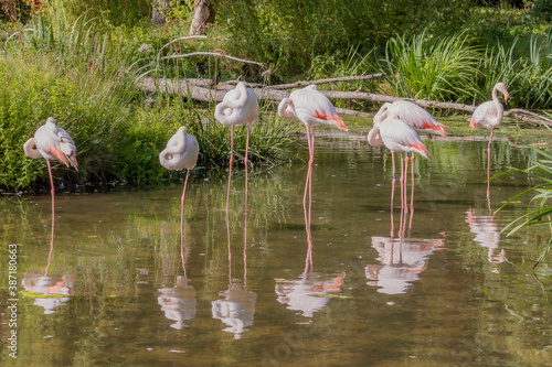 Group of flamingos with long necks  their heads between their plumage and standing on one leg in a pond of a nature reserve  sunny summer day to enjoy nature